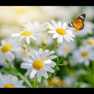 Meet your Posher, Charlize